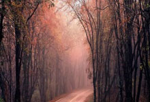 开云体育APP下载-尼克斯险胜土耳其男篮，约基奇爆发神勇的简单介绍