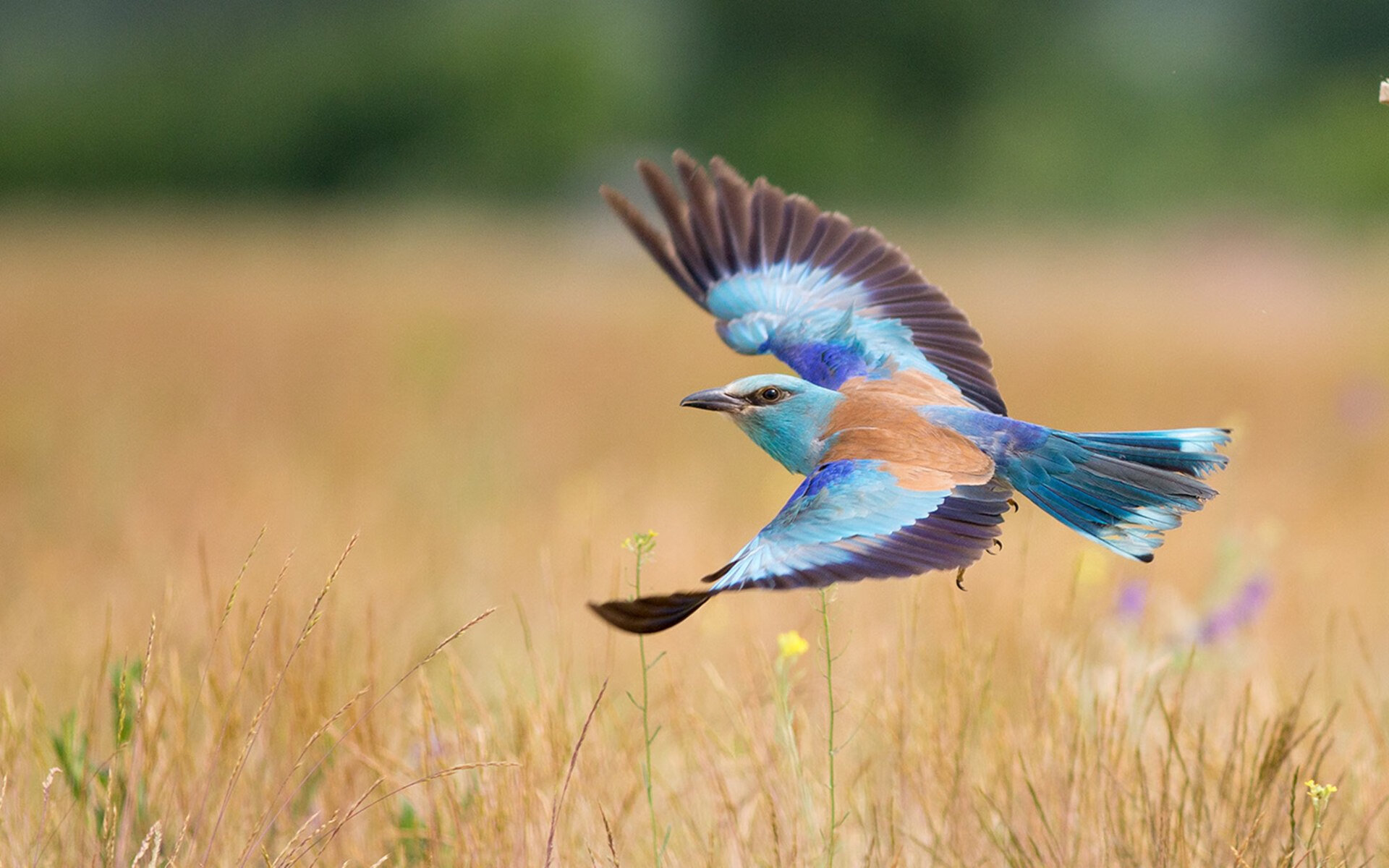 逆境中的王者，C罗压力下绝境爆发，助皇马攻克马赛铁壁