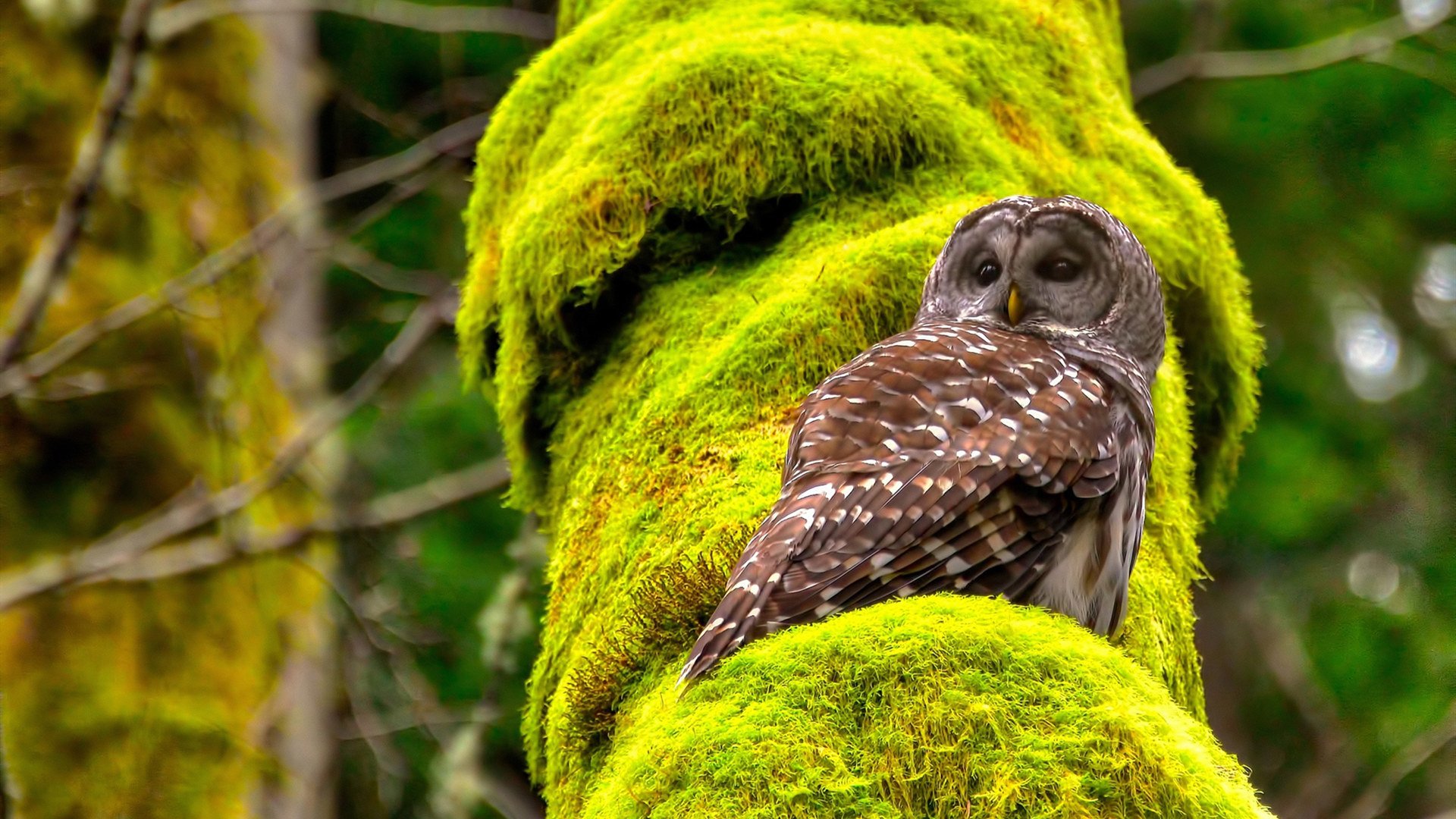 独行侠战术压制辽宁队,欧文硬仗之王