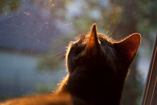 绝杀之夜，恩佐·费尔南德斯如何从玻利维亚高原的阴影中崛起，成为皇马的关键先生